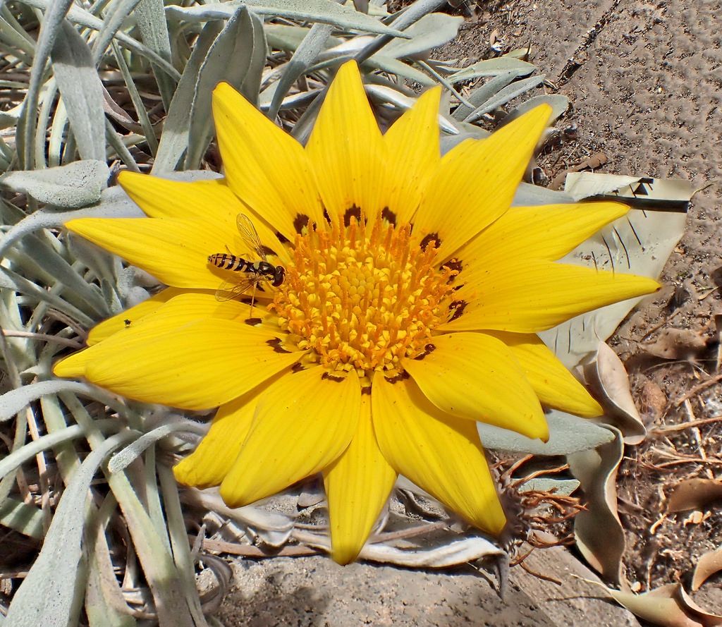 Sphaerophoria rueppellii, femmina (Syrphid)